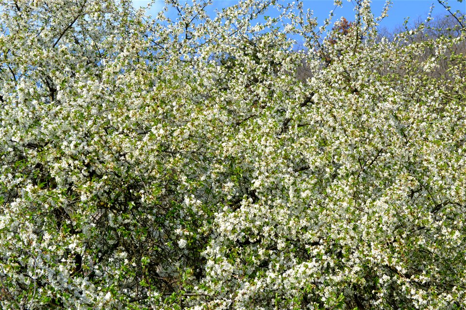 Spring ,April 2023