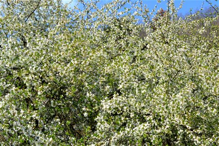 Spring ,April 2023