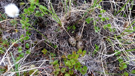 Long-billed dowitcher nest photo