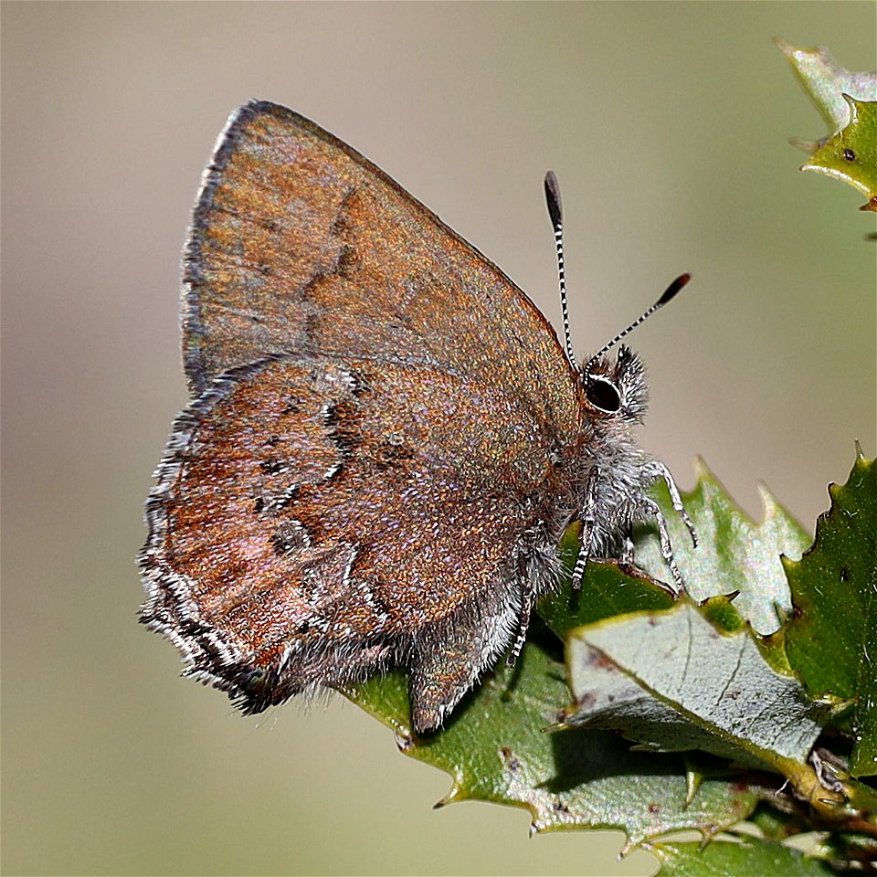 ELFIN, MOSS'S (Callophrys mossii) (04-06-2022) french hill road, smith river nat rec area, del norte co, ca -09
