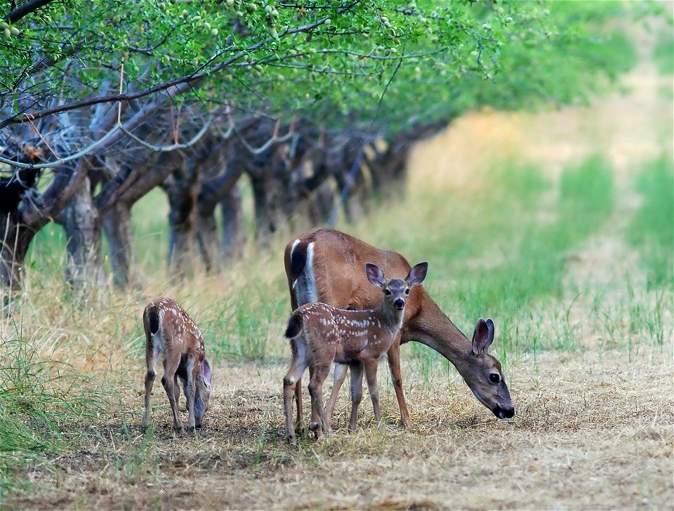 First Fawns of the Season