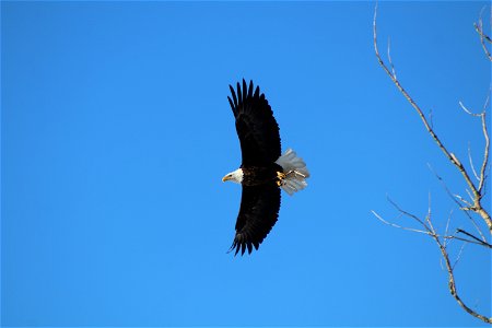 American Bald Eagle on Lake Andes Wetland Management District South Dakota