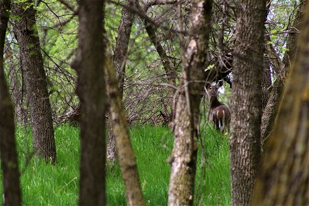 White-tailed Deer Karl E Mundt National Wildlife Refuge