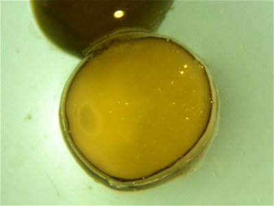 Shovelnose Sturgeon Egg