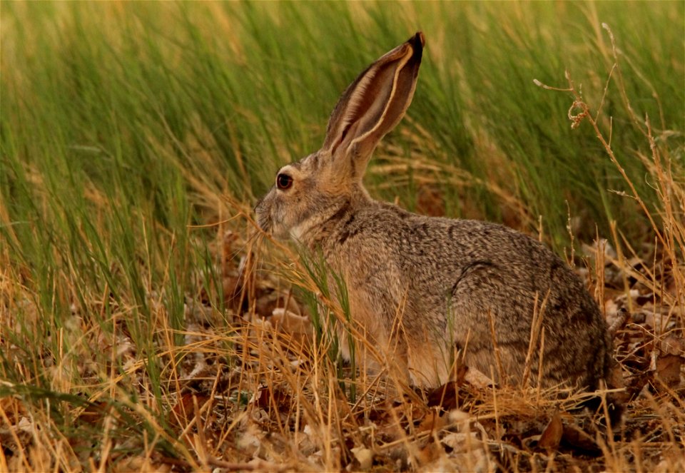 Black-tailed Jackrabbit at Fish Springs National Wildlife Refuge
