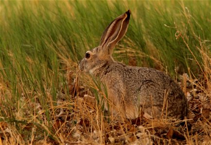 Black-tailed Jackrabbit at Fish Springs National Wildlife Refuge photo