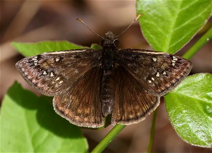 DUSKYWING, JUVENAL'S (Erynnis juvenalis) (05-07-2023) cataloochie cove, great smoky mt nat park, haywood co, nc -01
