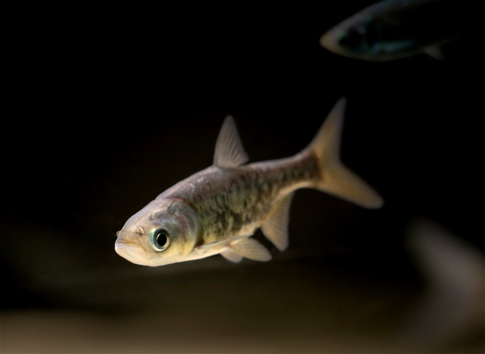 Juvenile Bighead Carp (Hypophthalmichthys nobilis) photo