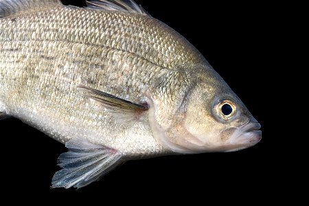 White Bass on Black