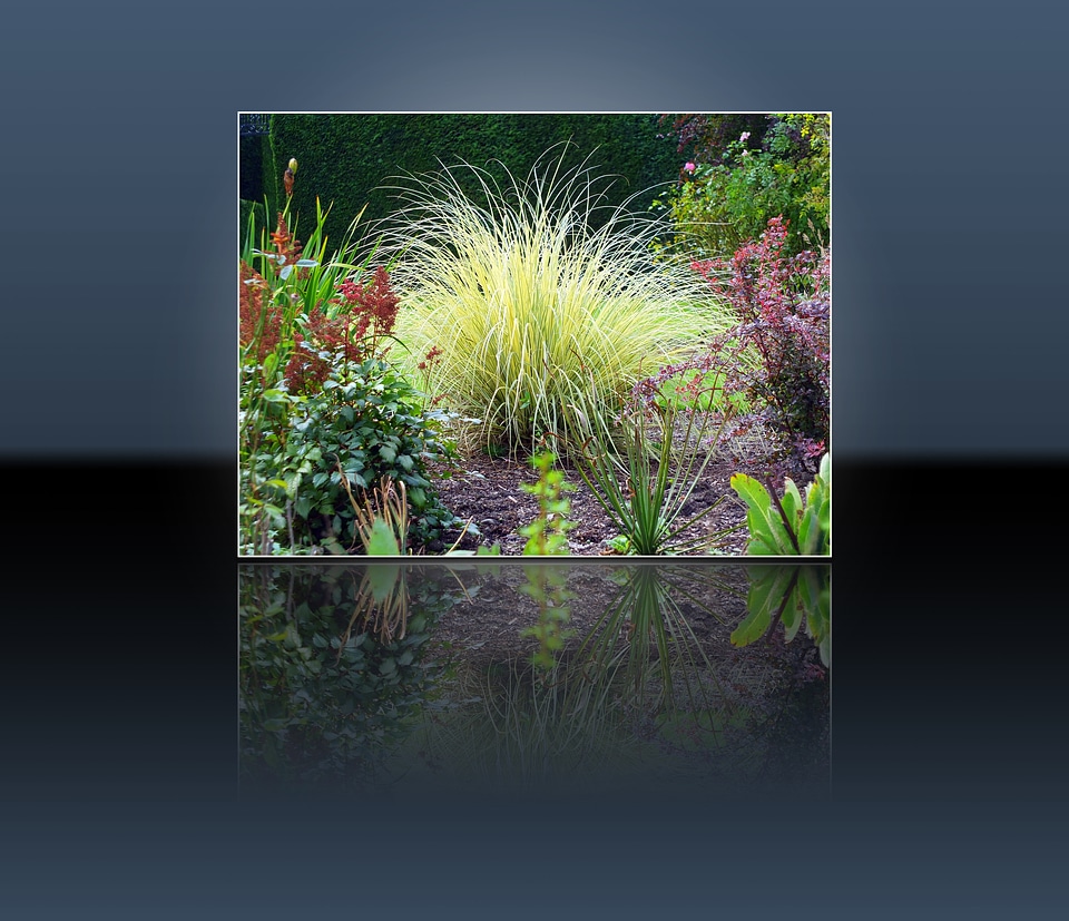 Plants natural blossom