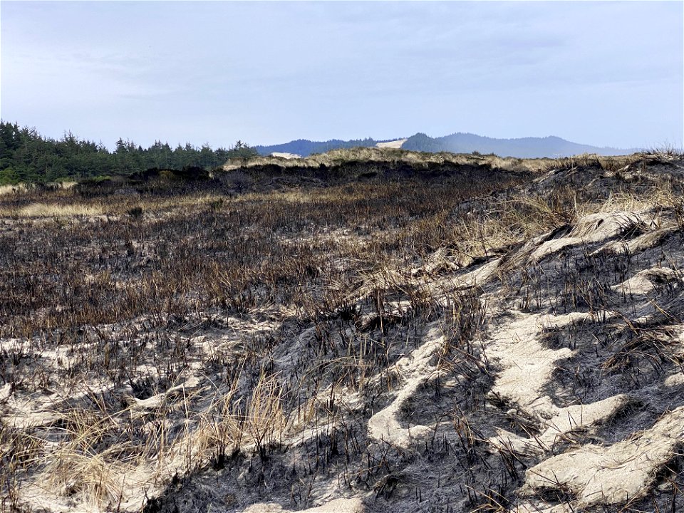 Siuslaw Oregon Dunes Prescribed Burn 2022