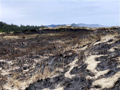 Siuslaw Oregon Dunes Prescribed Burn 2022
