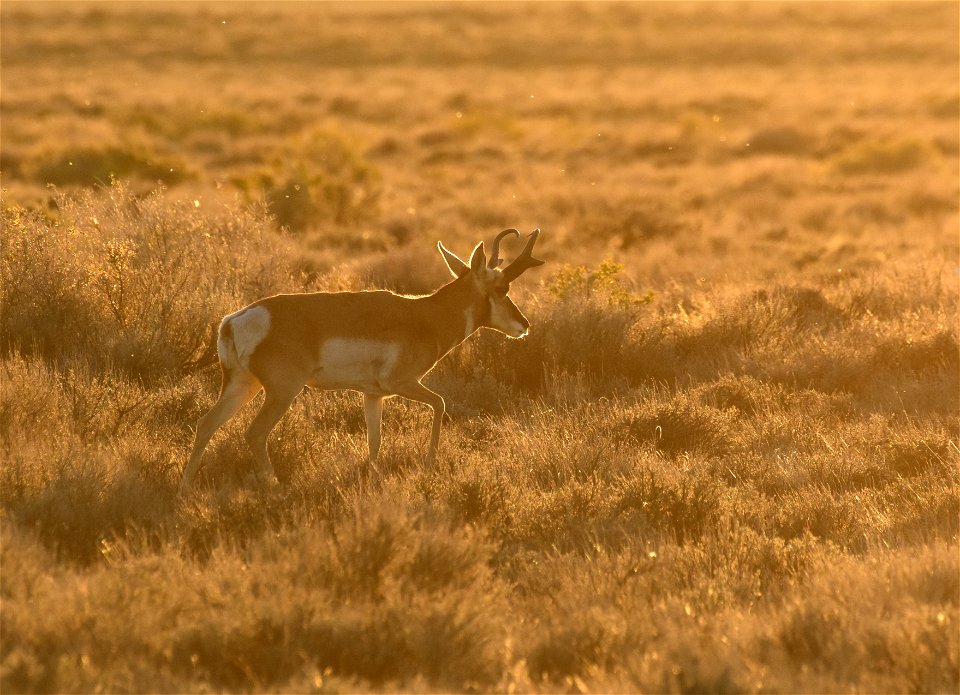 Pronghorn at Seedskadee National Wildlife Refuge