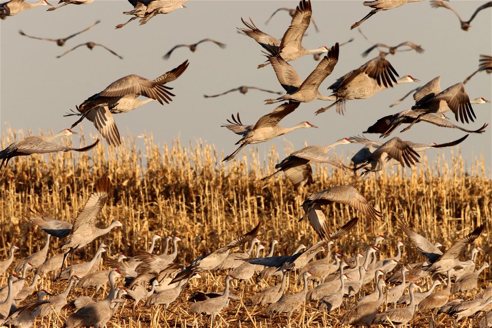 Sandhill Cranes Huron Wetland Management District South Dakota