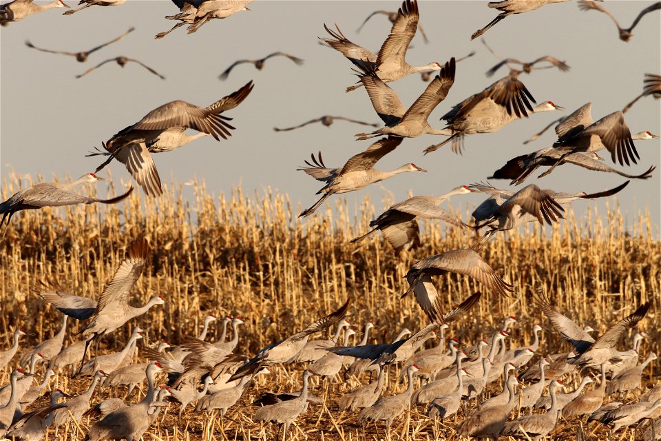 Sandhill Cranes Huron Wetland Management District South Dakota photo