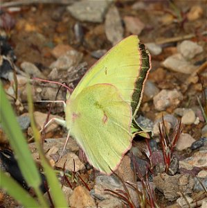 SULPHUR, PINK-EDGED (Colias interior) (07-08-2022) 5200 ft, rogers pass, helena nat forest, lewis and clark co, mt -06 photo