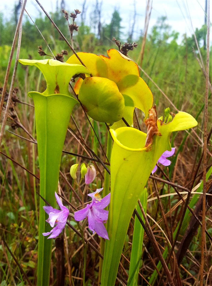 LakeMattamuskeet area plants ncwetlands SK (1)