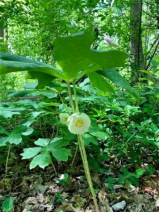 Mayapples