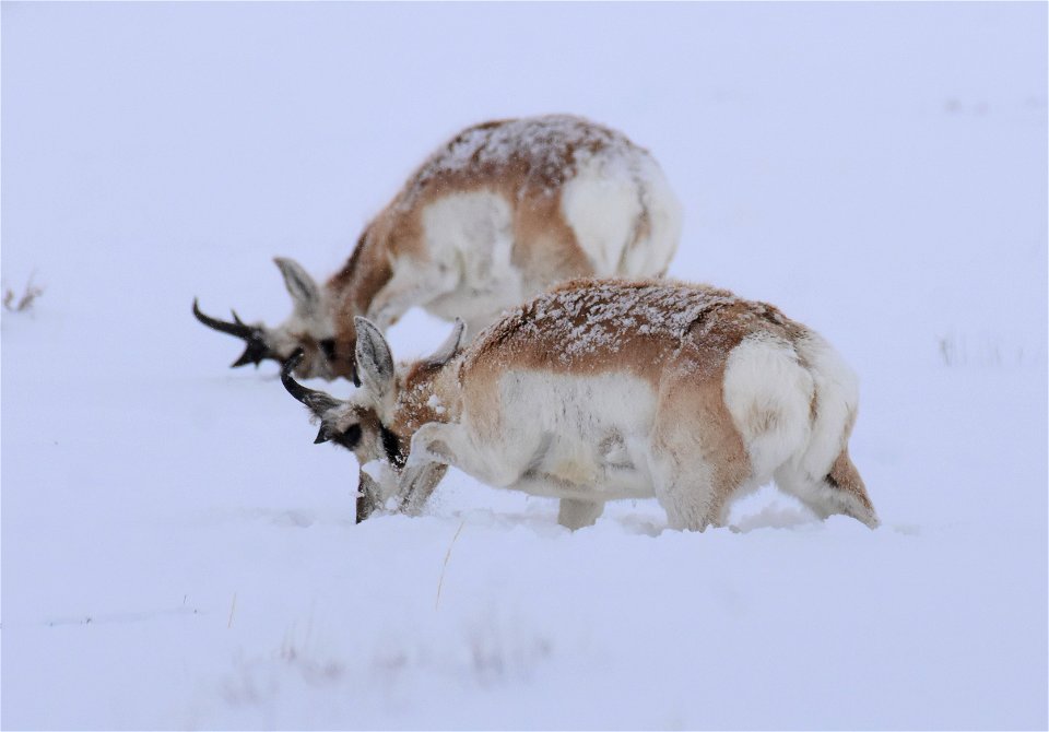 Pronghorn on Seedskadee National Wildlife Refuge
