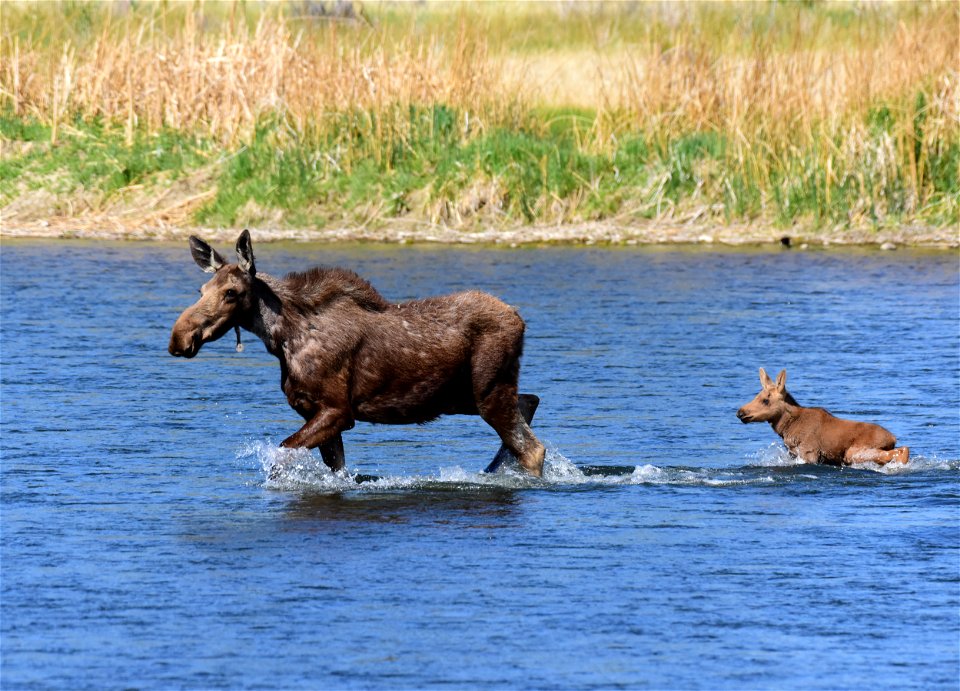 Moose at Seedskadee National Wildlife Refuge