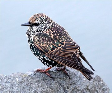 772 - EUROPEAN STARLING (10-20-2021) harbor, crescent city, del morte co, ca -01
