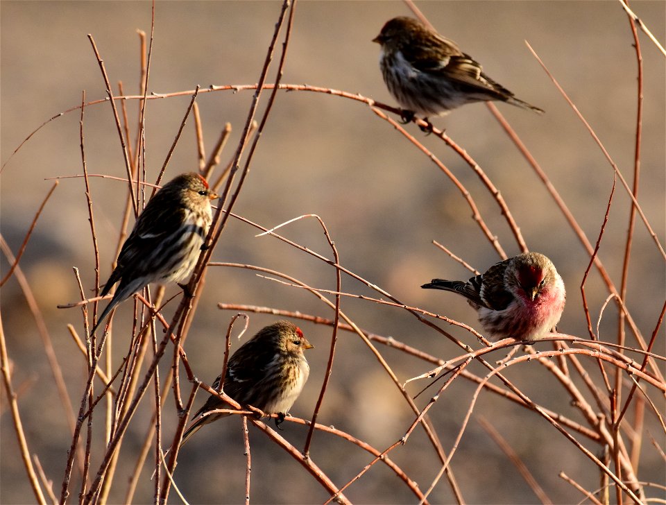Common redpoll at Seedskadee National Wildlife Refuge