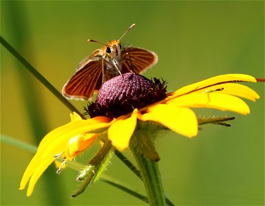 Poweshiek skipperling