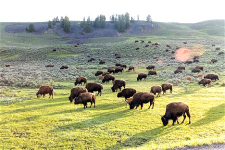 Spring sunrise with bison in Lamar Valley (2) photo