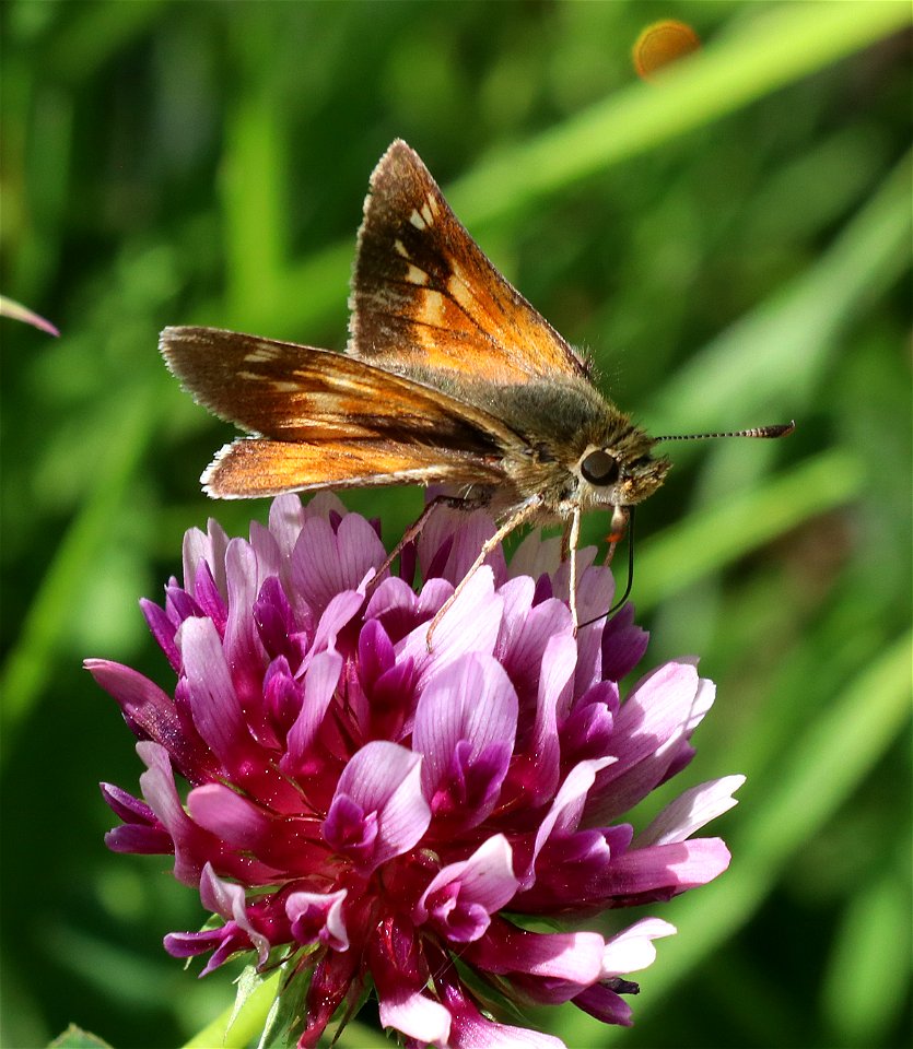 SKIPPER, SONORAN (Polites sonora) (5-31-2021) lake earl coastal lagoon trail, del norte co, ca -05