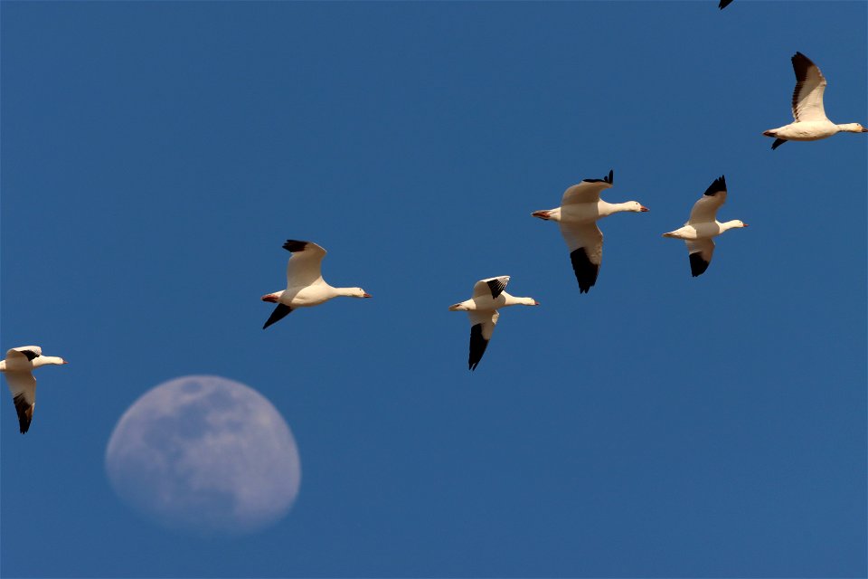 Light Goose Migration Huron Wetland Management District
