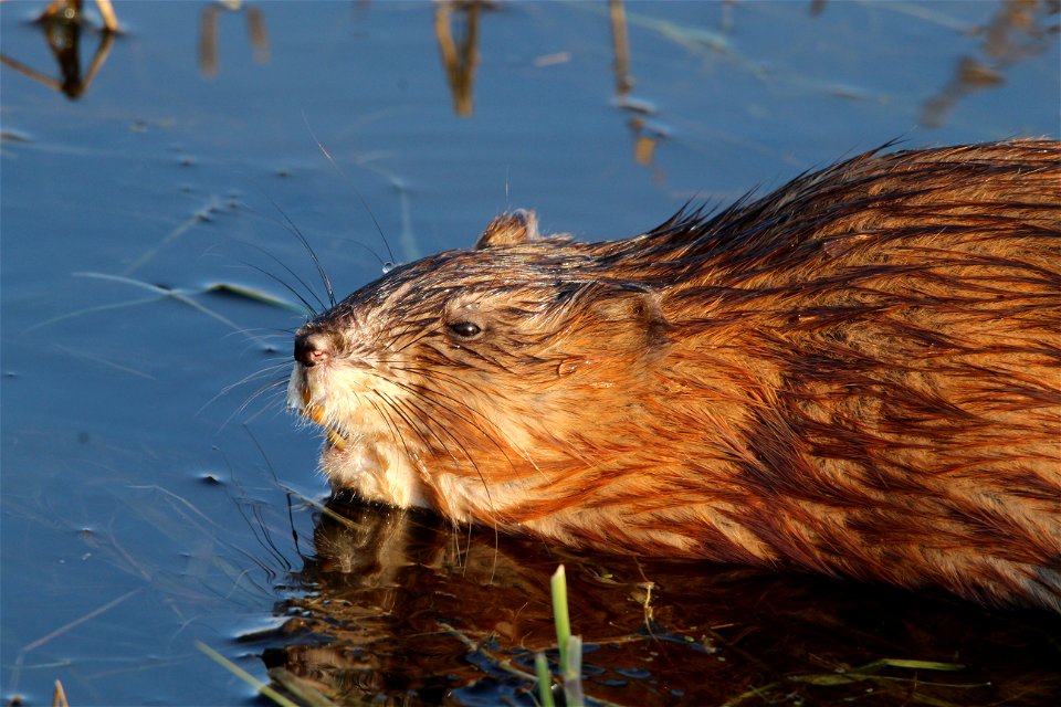 Muskrat Huron Wetland Management District