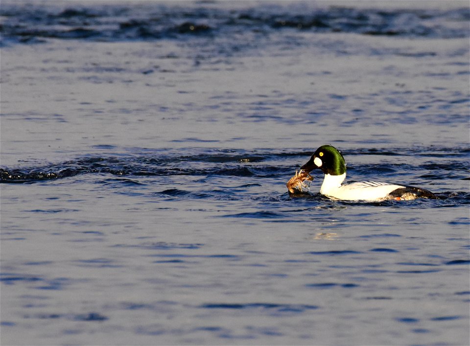 Common goldeneye at Seedskadee National Wildlife Refuge