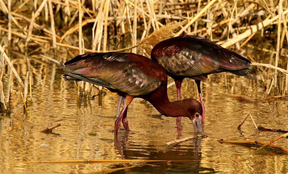 White-Faced Ibis Bear River Migratory Bird Refuge