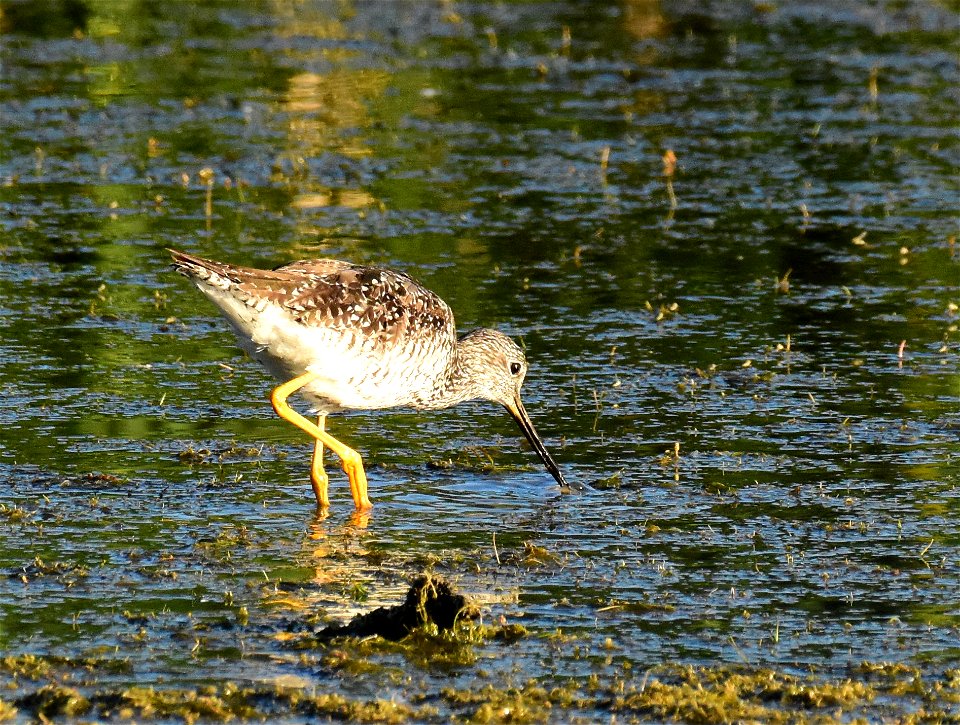 Greater yellowlegs at Seedskadee National Wildlife Refuge Wyoming