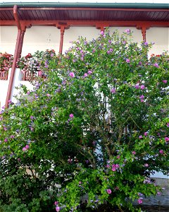 manastirea_Agapia2015_0808_154404