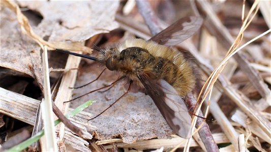 Bombylius major (Großer Wollschweber) - Weibchen