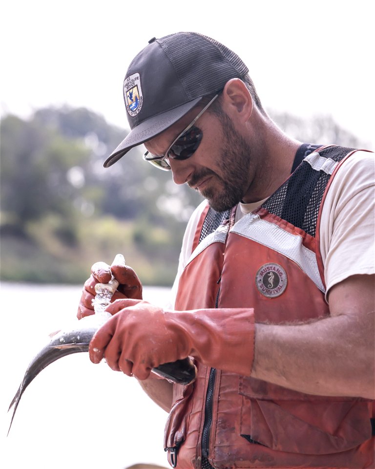 Invasive Carp Research on the James River in South Dakota. Photo: Sam Stukel (USFWS)