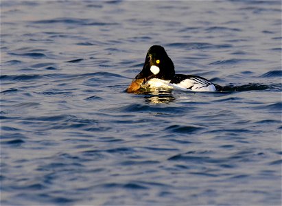 Common goldeneye at Seedskadee National Wildlife Refuge photo