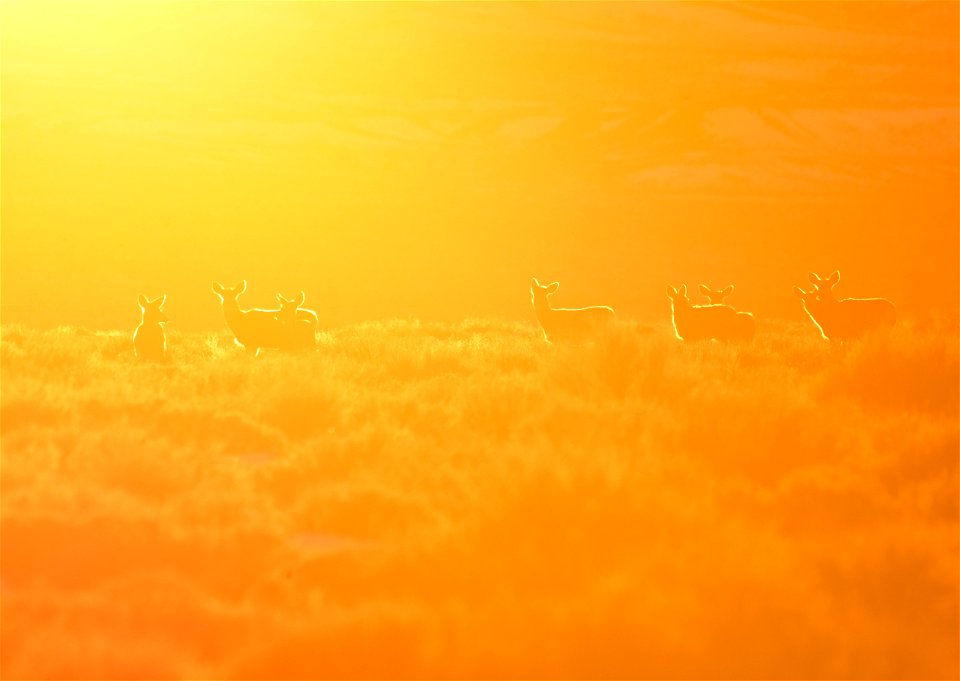 Mule deer at Seedskadee National Wildlife Refuge