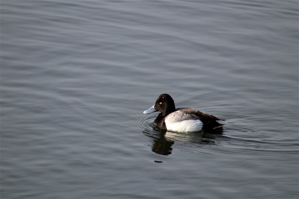 Lesser Scaup Lake Andes National Wildlife Refuge South Dakota