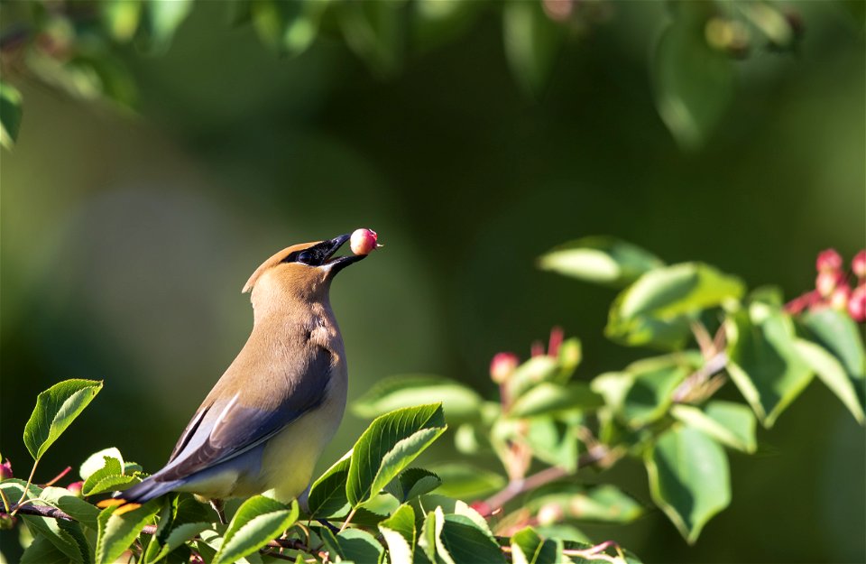 Cedar waxwing feeding on service berries