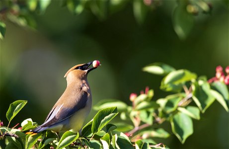 Cedar waxwing feeding on service berries photo