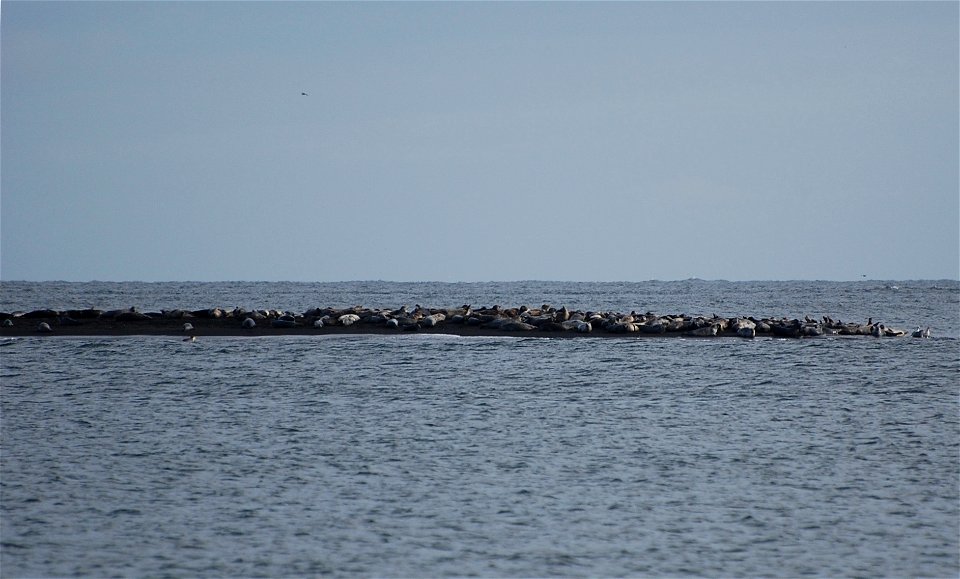Harbor Seals in Izembek