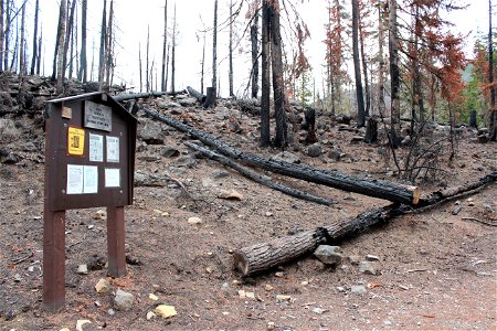 Pacific Crest Trailhead at Olallie Lake on Mt. Hood National Forest after Lionshead Fire