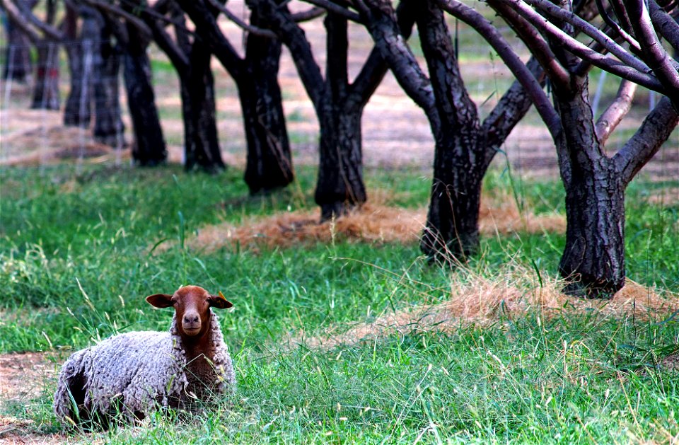 Living the Good Life Sheep Style