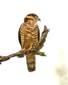 206 - HOOK-BILLED KITE (12-18-2022) bentsen rio grande state park, hidalgo co, tx -02