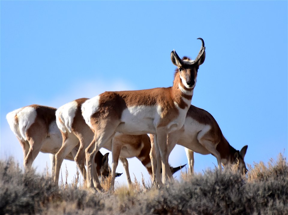 Pronghorn at Seedskadee National Wildlife Refuge