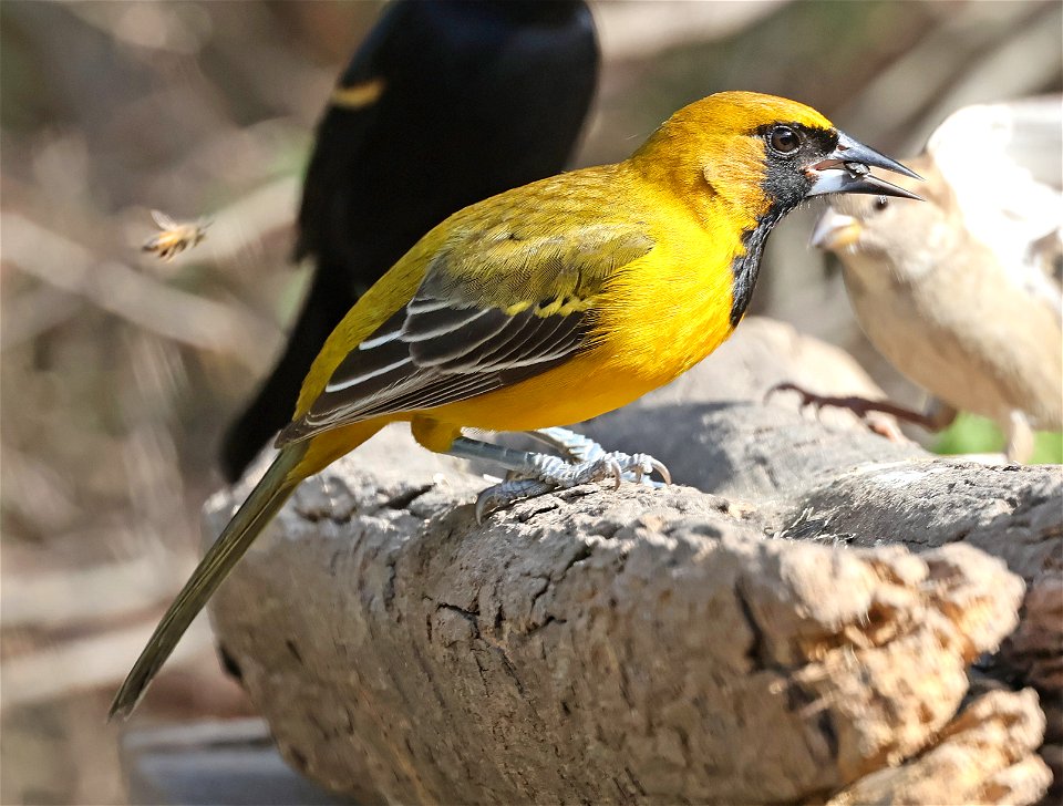 949 x 950 - ALTAMIRA X AUDUBON'S ORIOLE (02-04-2023) national buttrtfly center, palmview, hidalgo co, tx -03