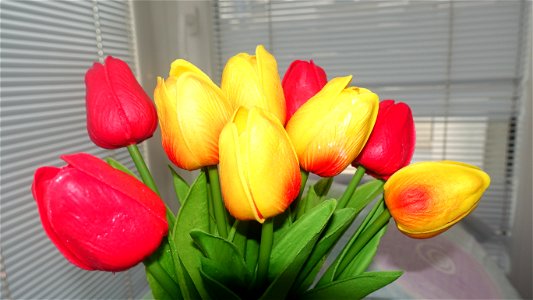 tulips_lalele-2023_0216_162119