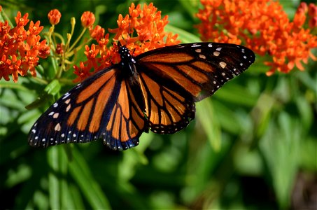 Monarch Butterfly on Butterfly Milkweed photo